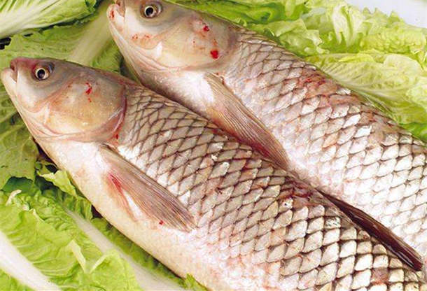 鯇魚