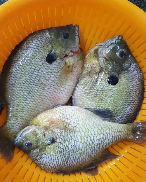 太陽魚