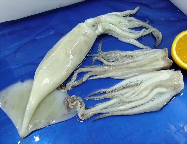 魷魚