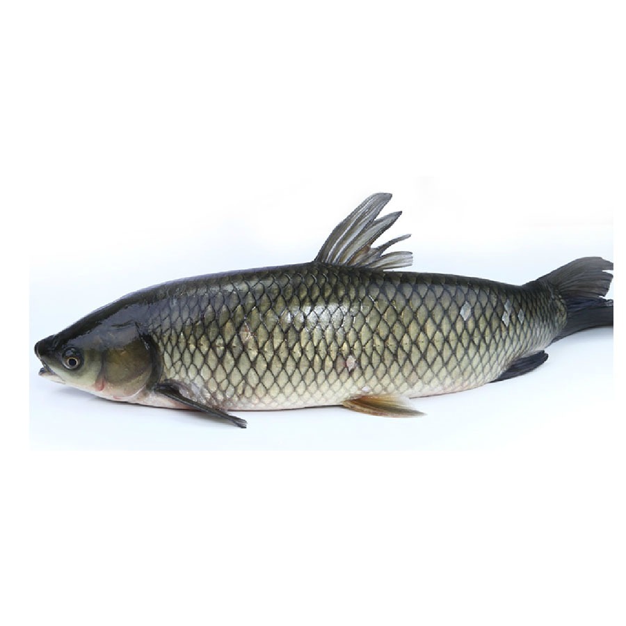 草魚