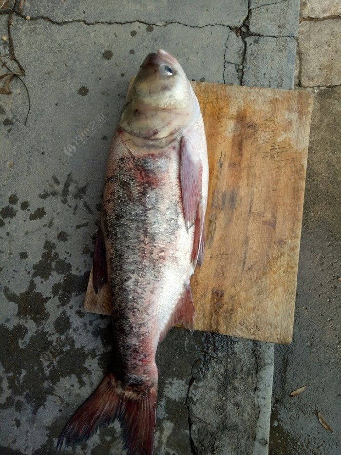 大頭魚