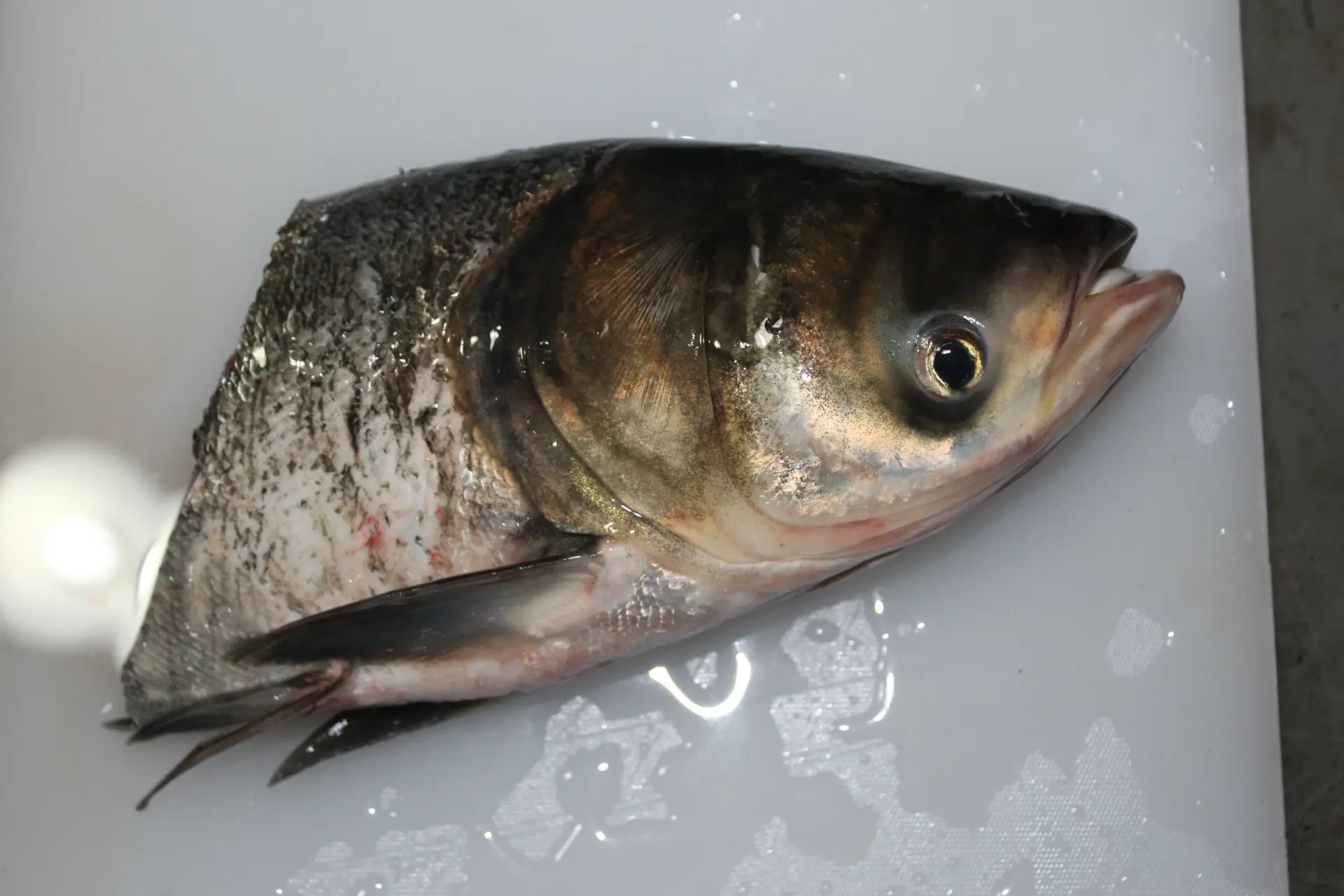 大頭魚魚頭