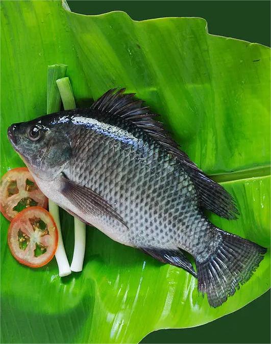 福壽魚